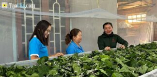 Kinh Tế Mới: Từ Vùng Đất Hoang Vu Đến No Ấm, Trù Phú